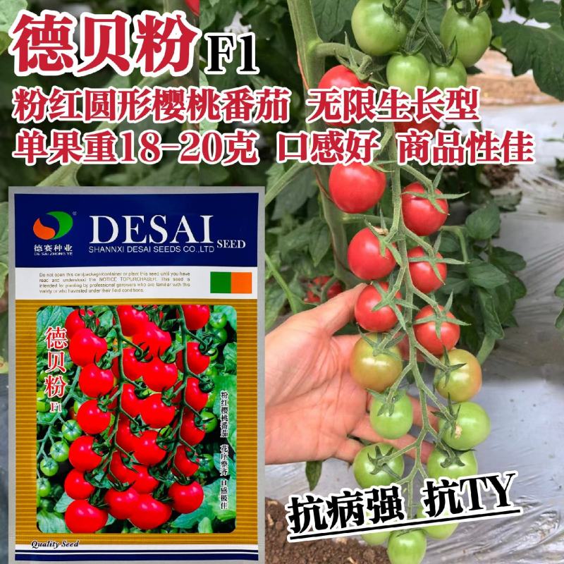 德贝粉樱桃番茄种子抗ty抗病强粉红色口感番茄种籽果穗长