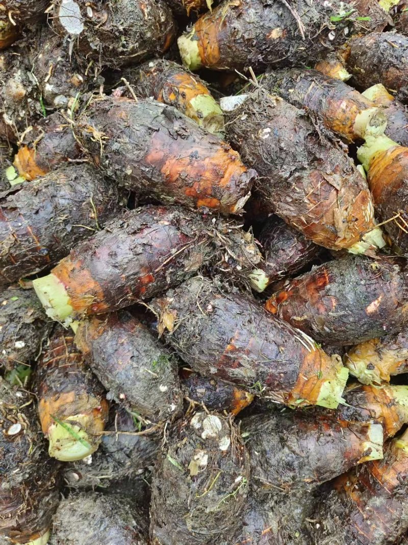 湖南芋头香芋槟榔芋大量上市产地一手货源量大从优