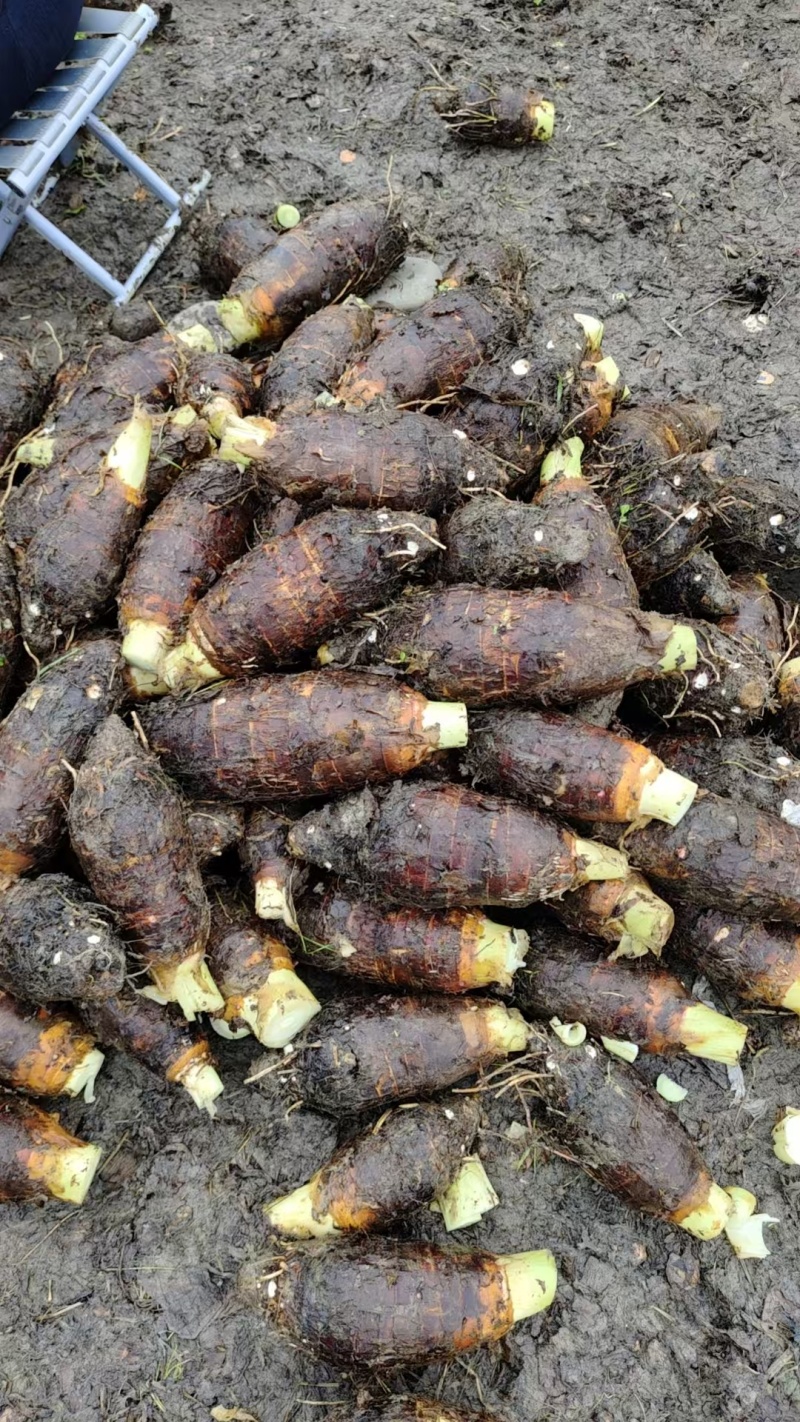 湖南芋头香芋槟榔芋大量上市产地一手货源量大从优