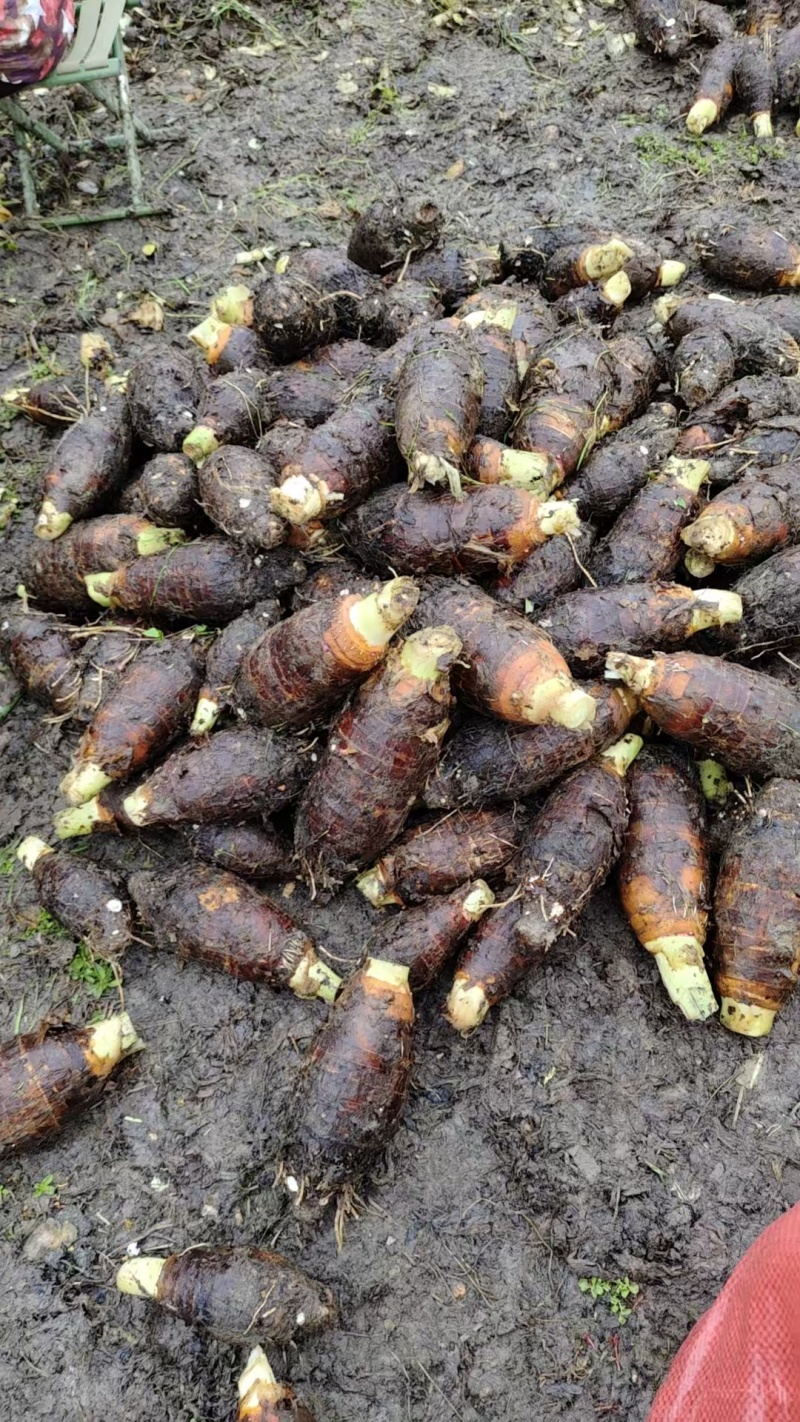 湖南芋头香芋槟榔芋大量上市产地一手货源量大从优