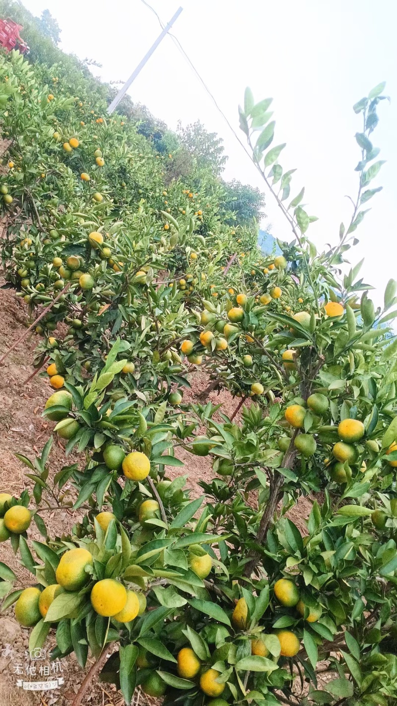 高山蜜桔，个头均匀全细皮，颜色鲜亮，口感甜度好
