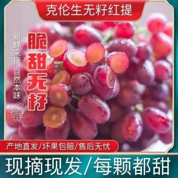【克伦生】陕西葡萄/自家种植/颗粒饱满/整车发货