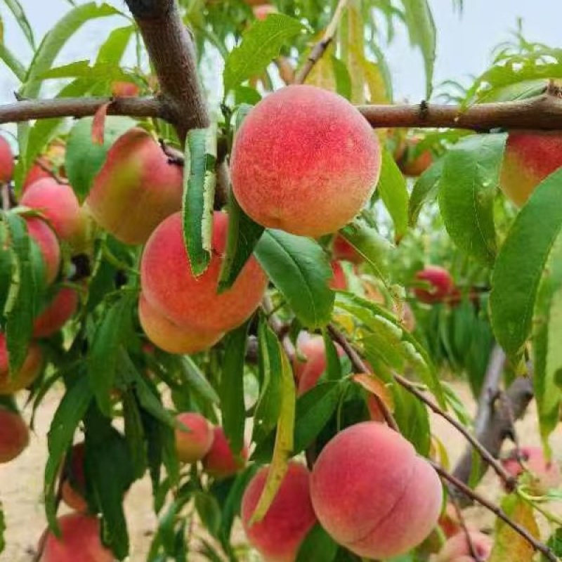 桃子冬桃蜜桃蟠桃