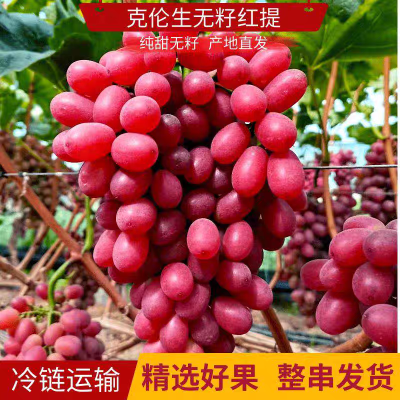 【克伦生】陕西葡萄/自家种植/颗粒饱满/整车发货
