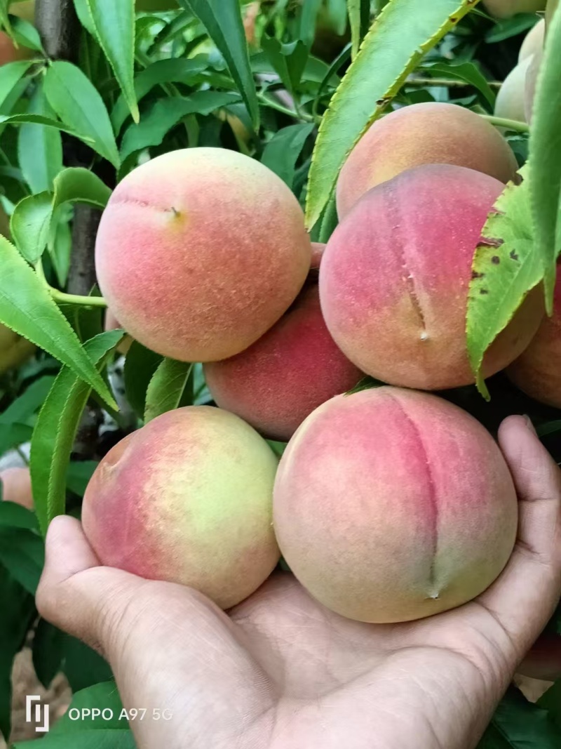 桃子冬桃蜜桃蟠桃