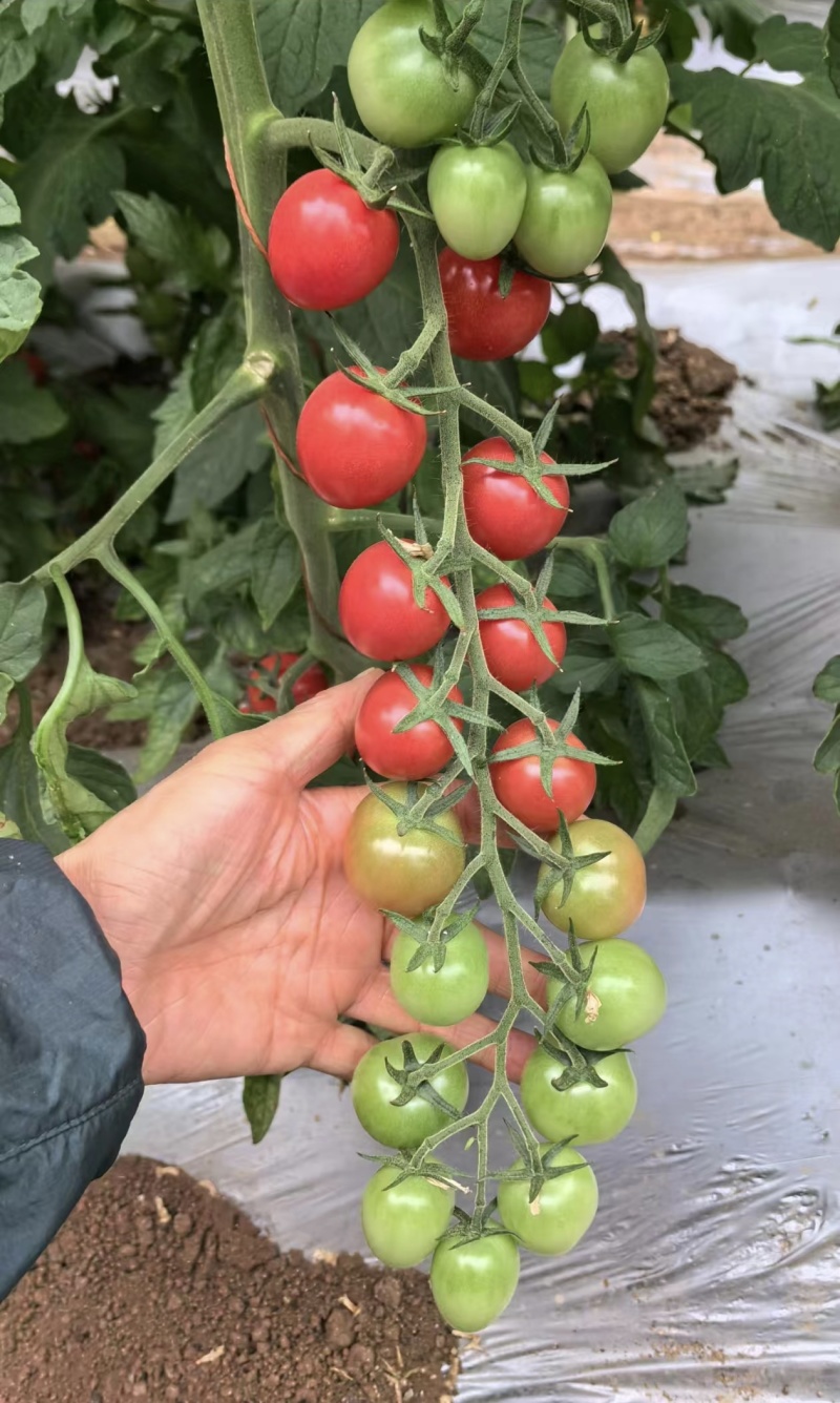 德贝粉粉红圆果小番茄无限生长坐果力强抗TY硬度高不易裂果