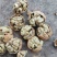 云南薄皮大麻子大果