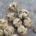 云南薄皮大麻子大果