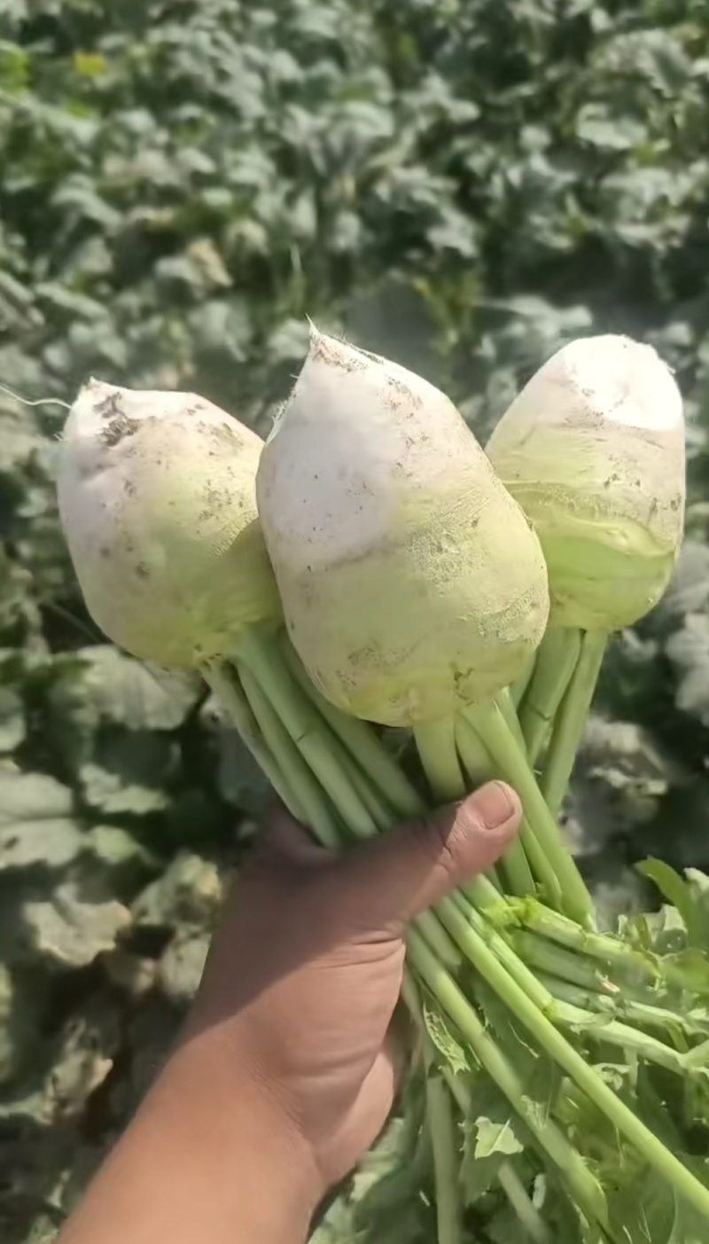 芥菜发往全国