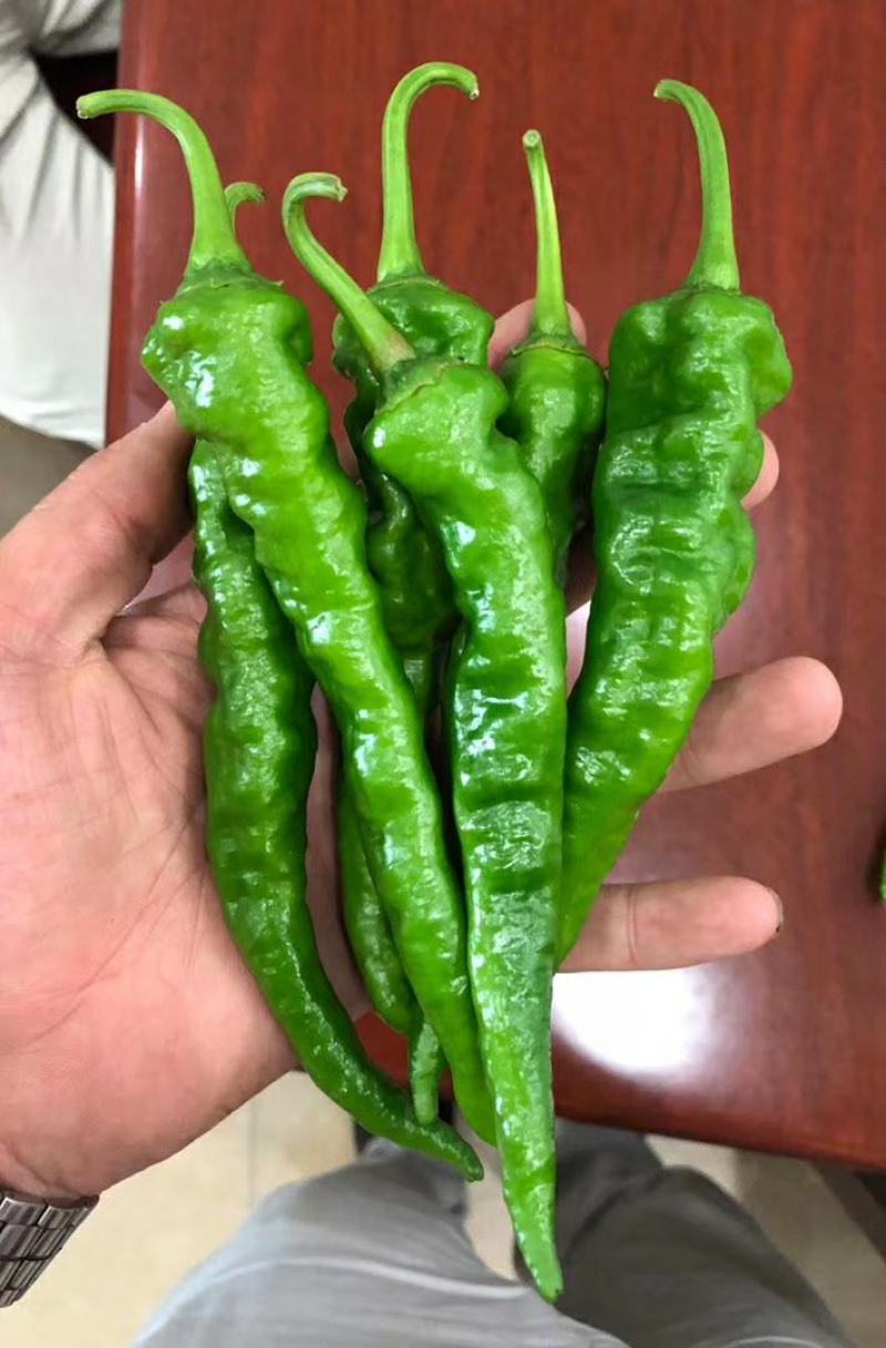 山东枣庄精品皱皮辣椒产地发货一手货源批发品质保证价格优惠