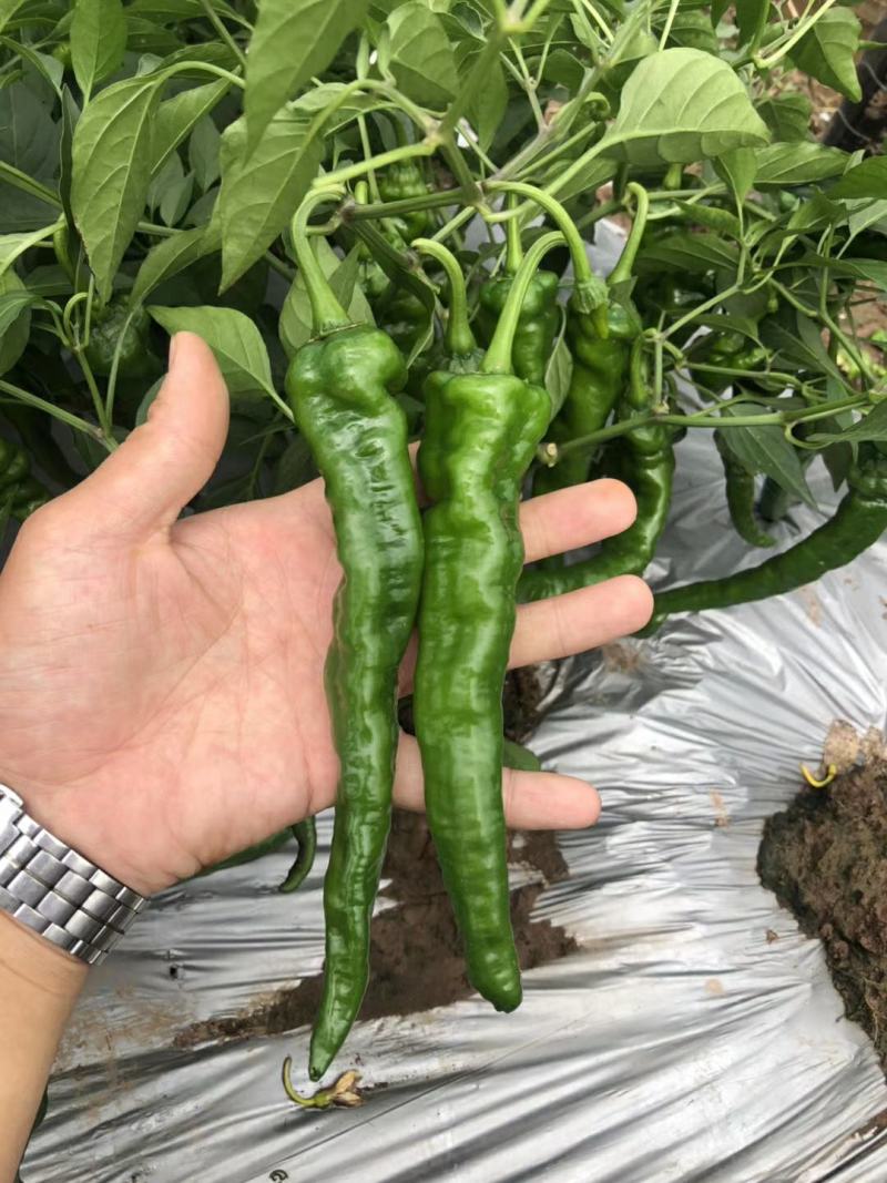 山东枣庄精品皱皮辣椒产地发货一手货源批发品质保证价格优惠