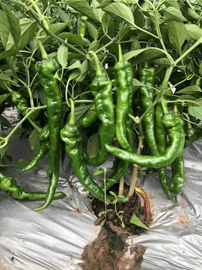山东枣庄精品皱皮辣椒产地发货一手货源批发品质保证价格优惠
