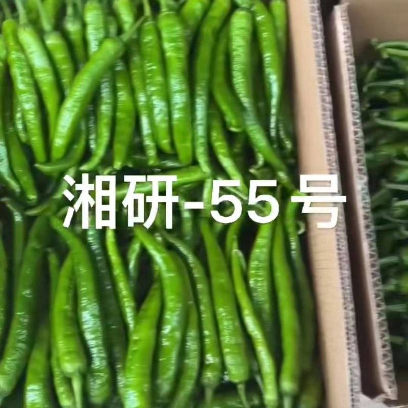 蒲城，湘研55陕西辣椒可视频看货实地订货全程，保质保量