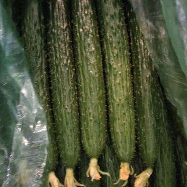 秦皇岛昌黎精品黑刺黄瓜大量上市价格美丽