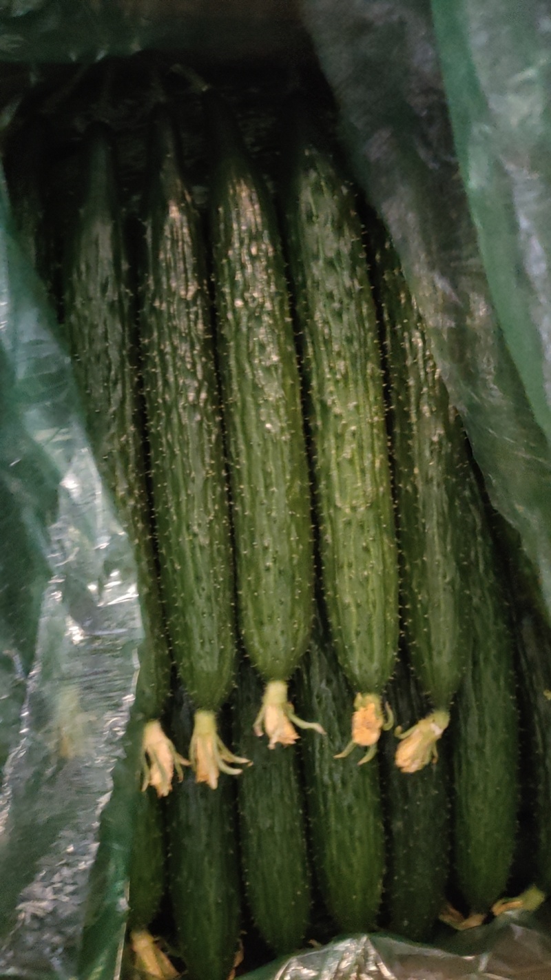秦皇岛昌黎精品黑刺黄瓜大量上市价格美丽
