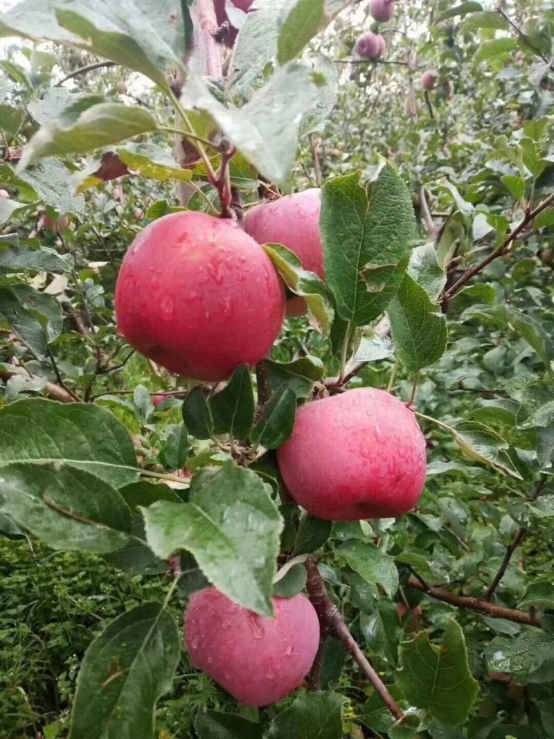 糖心丑苹果