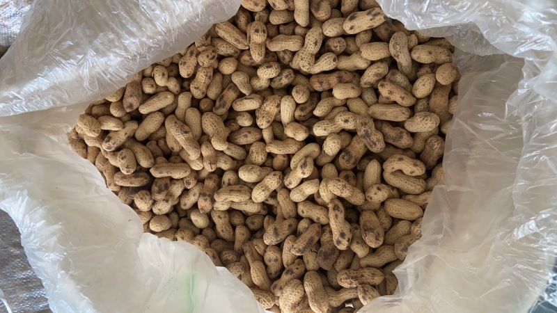 河南商丘花育地铁锅原味炒熟花生炒花生原味炒大花生电商批发