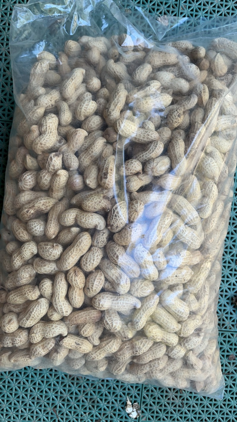 河南商丘花育地铁锅原味炒熟花生炒花生原味炒大花生电商批发