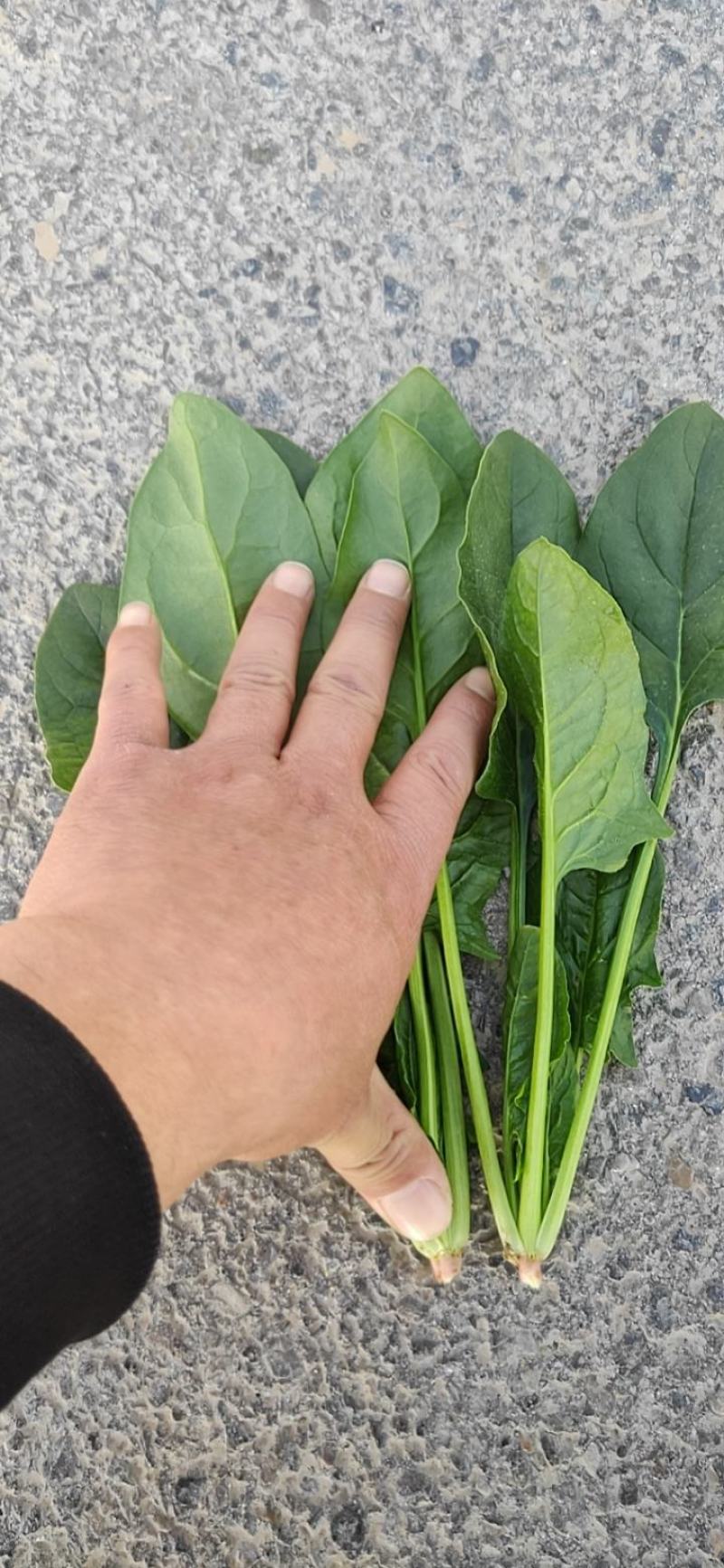 精品菠菜、专业团队，