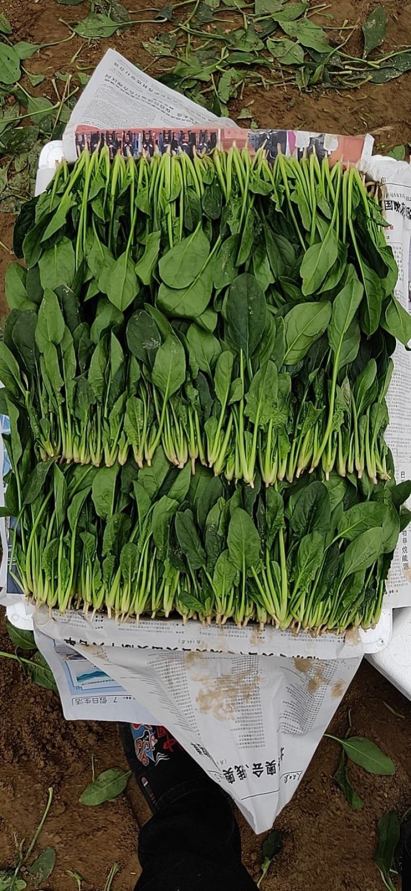 精品菠菜、专业团队，