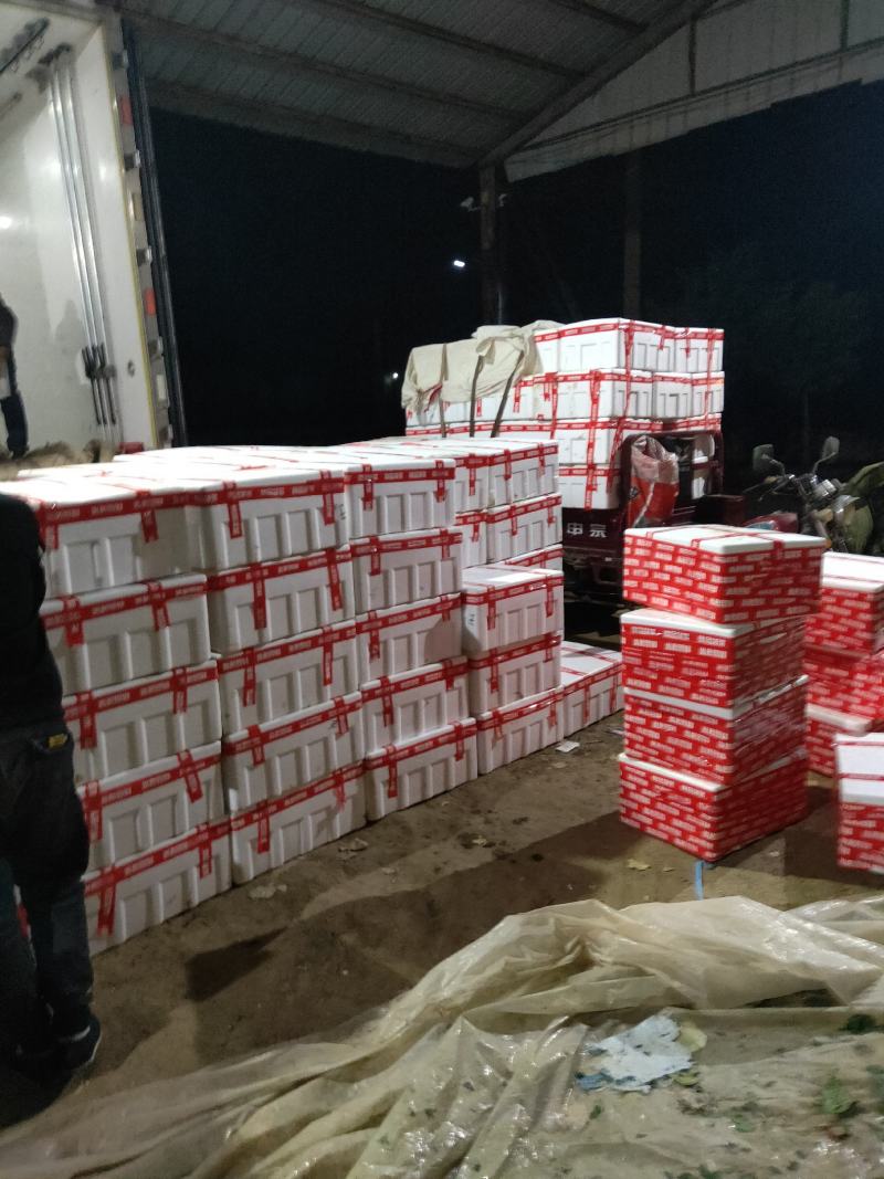 精品菠菜、专业团队，