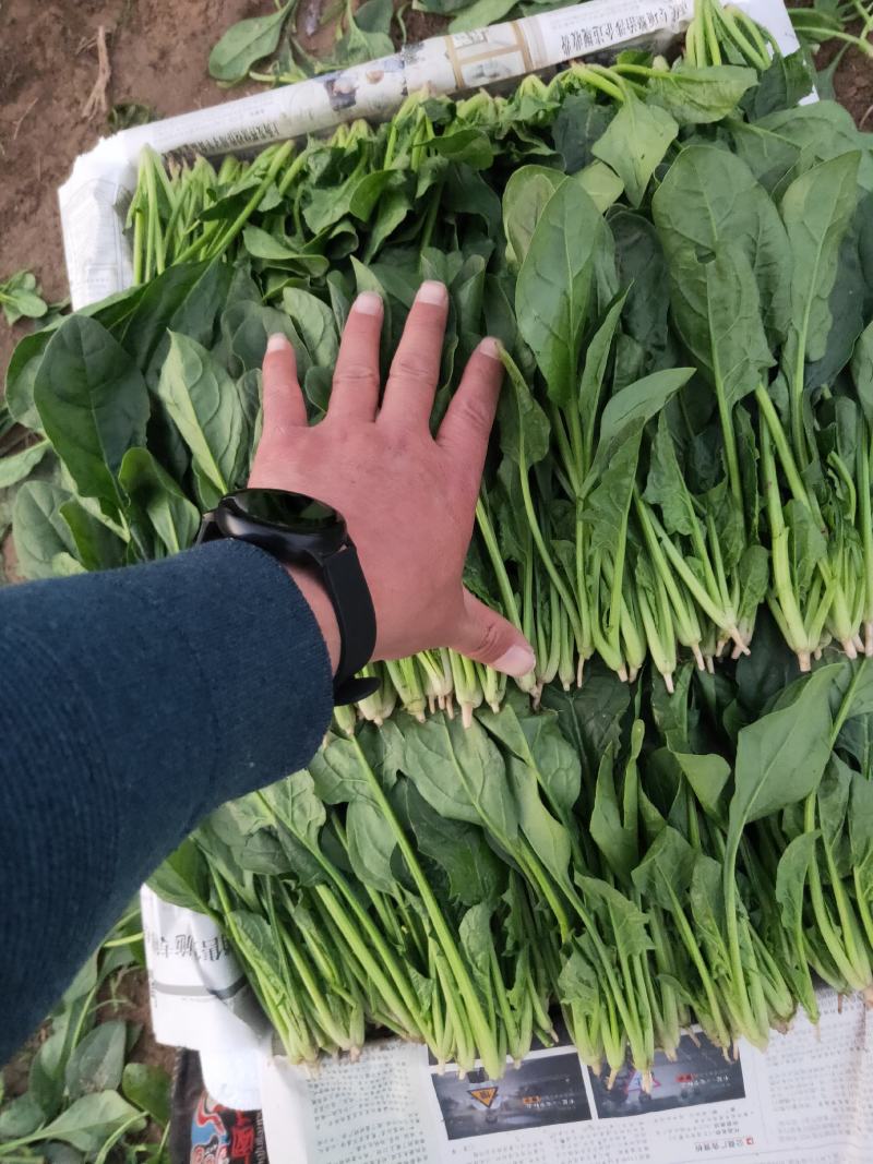 精品菠菜、专业团队，