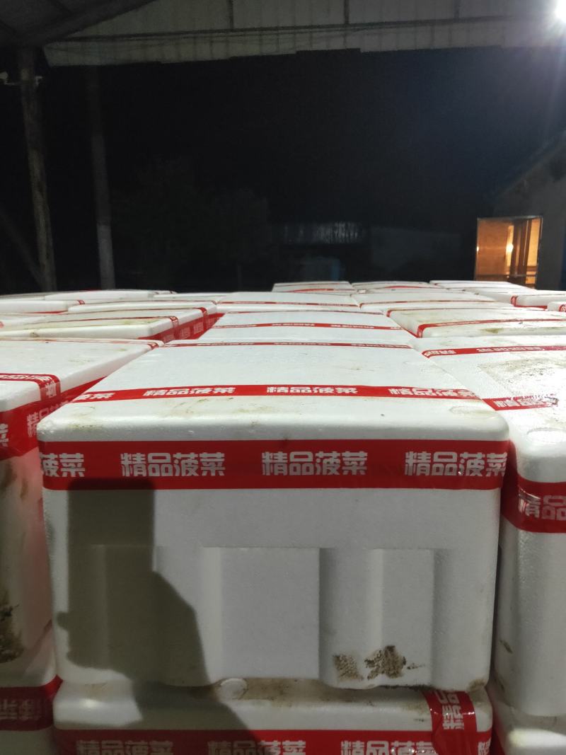 精品菠菜、专业团队，