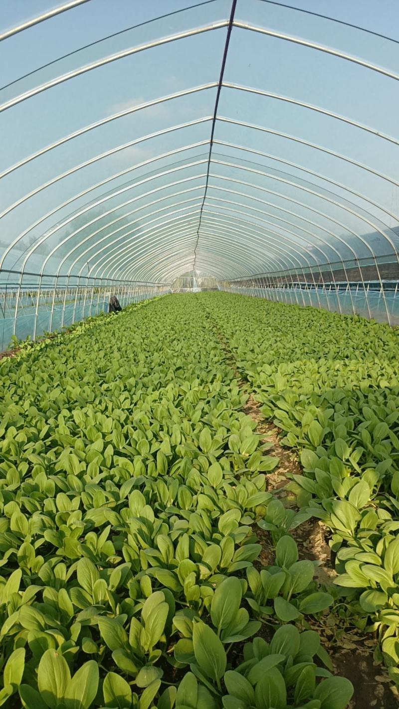 小青菜青梗青叶大叶面