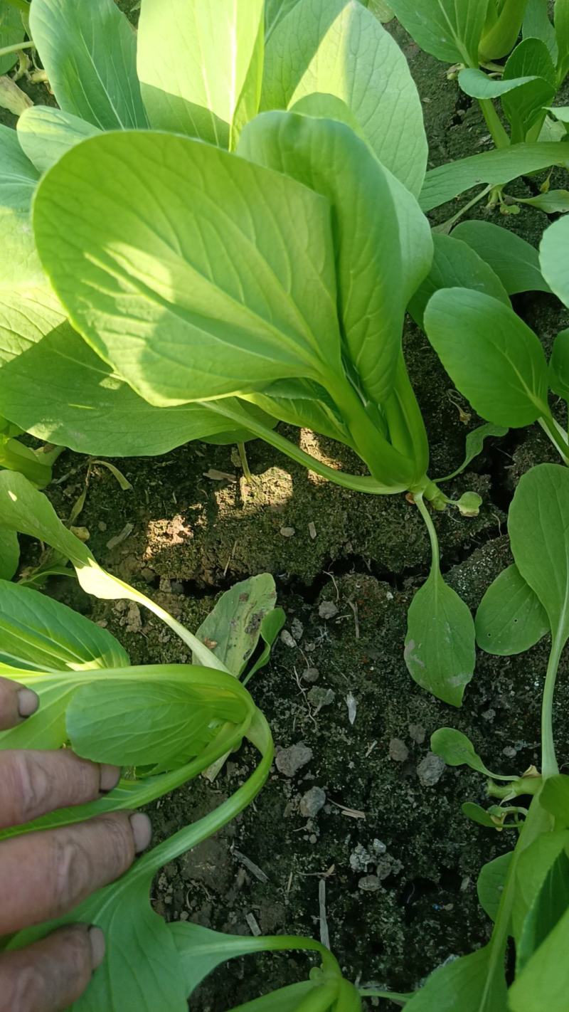 小青菜青梗青叶大叶面