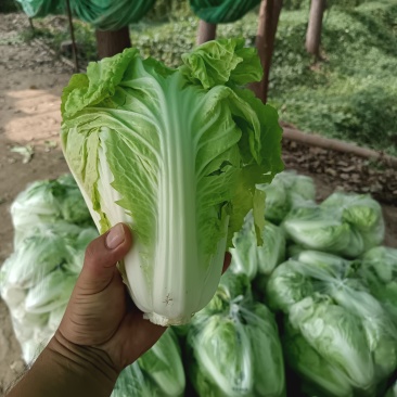 本地精品夏阳大白菜大量现货，一手货源，代发全国，