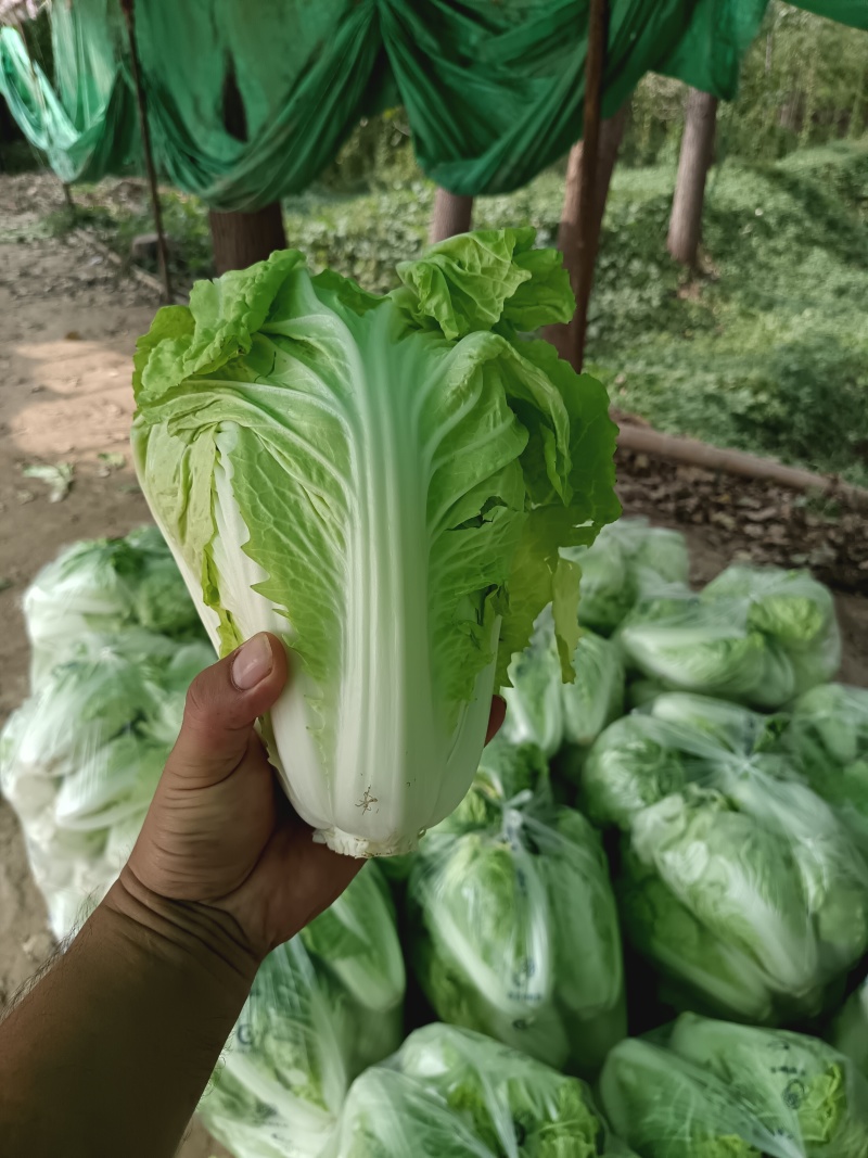 本地精品夏阳大白菜大量现货，一手货源，代发全国，