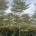 锦叶榄仁树8～15公分基地直发规格齐全质量优质