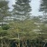 锦叶榄仁树8～15公分基地直发规格齐全质量优质