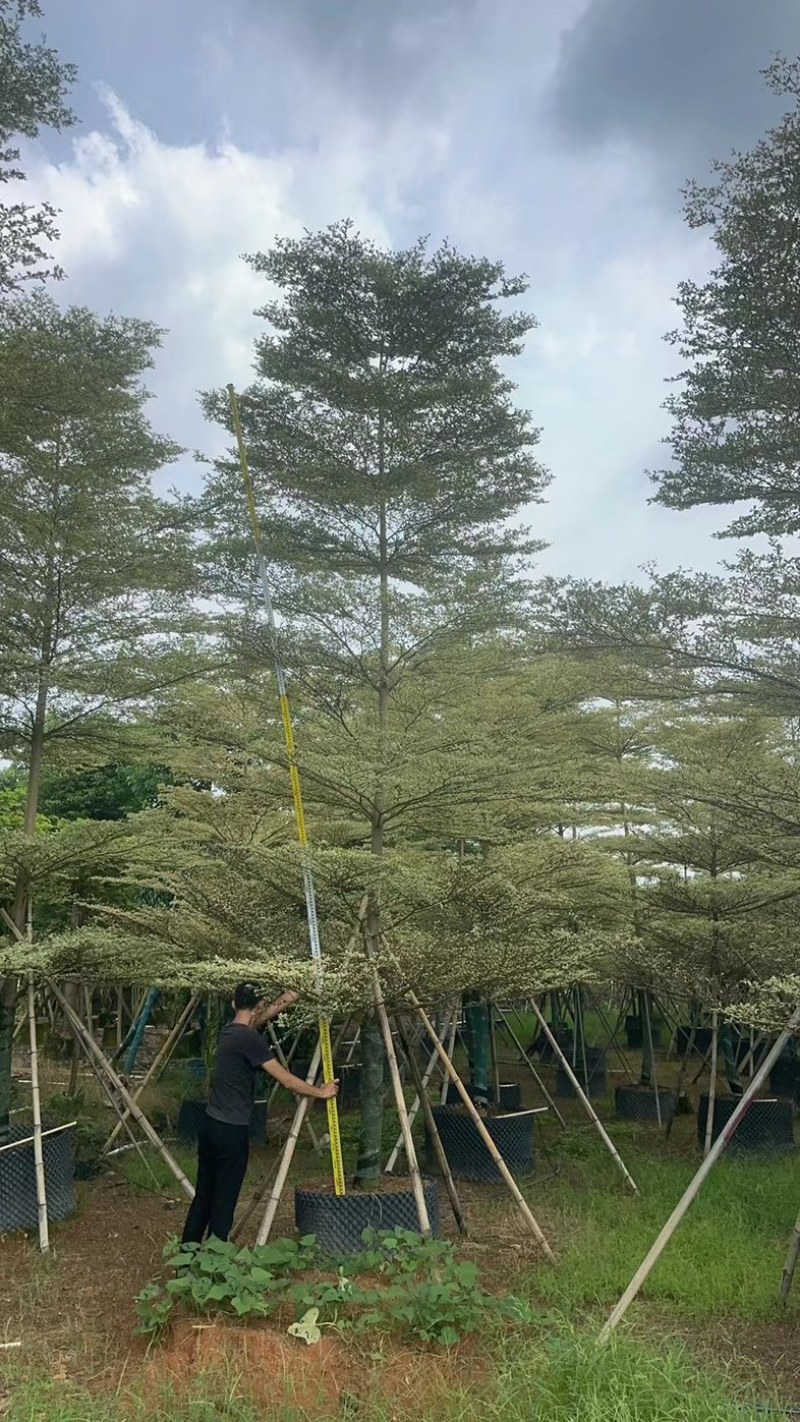 锦叶榄仁树8～15公分基地直发规格齐全质量优质