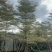 锦叶榄仁树8～15公分基地直发规格齐全质量优质