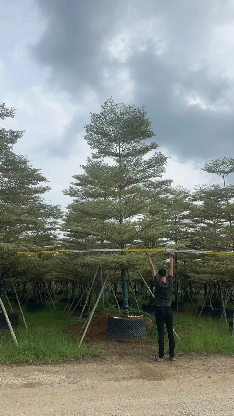 锦叶榄仁树8～15公分基地直发规格齐全质量优质