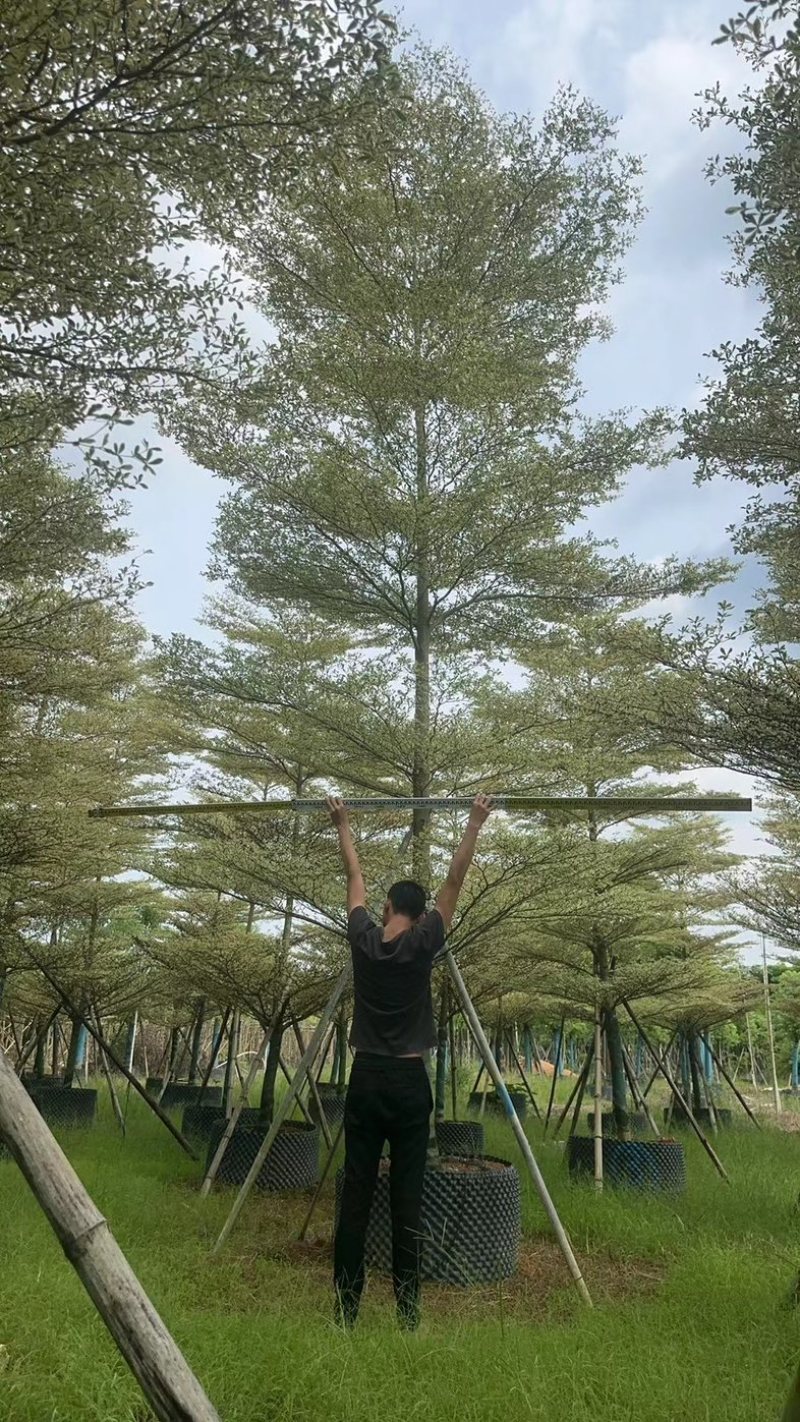 锦叶榄仁树8～15公分基地直发规格齐全质量优质