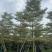 锦叶榄仁树8～15公分基地直发规格齐全质量优质