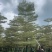 锦叶榄仁树8～15公分基地直发规格齐全质量优质
