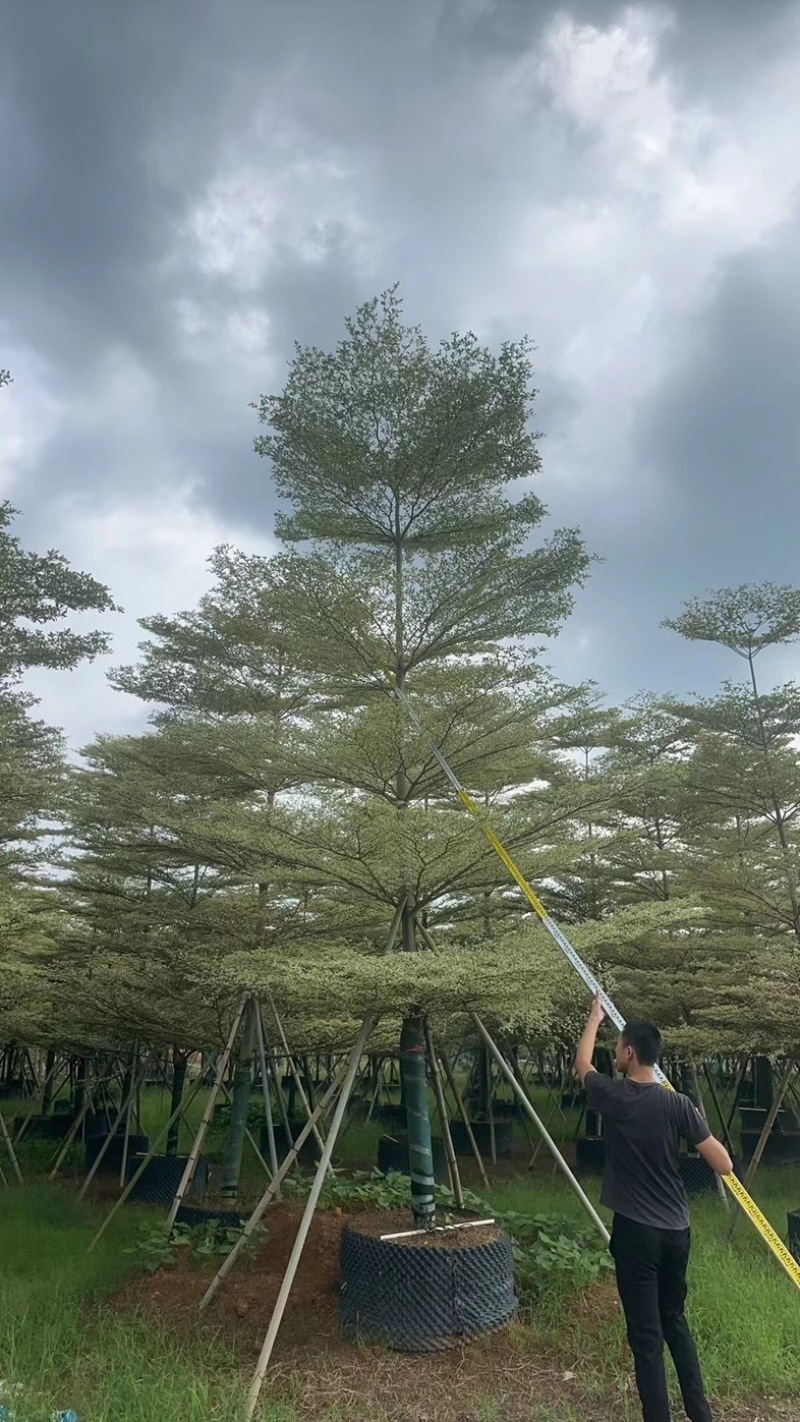 锦叶榄仁树8～15公分基地直发规格齐全质量优质