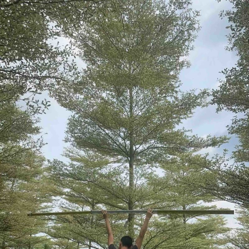 锦叶榄仁树8～15公分基地直发规格齐全质量优质