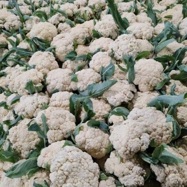 聊城青梗白面有机松花菜散花。大量现货上市代收代发全国