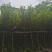 黄花风铃木5～15公分基地直发规格齐全质量优质