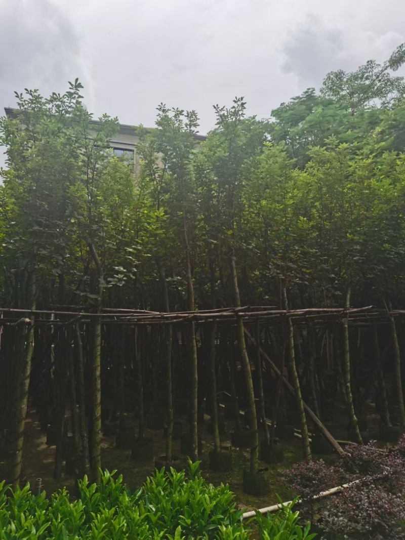 黄花风铃木5～15公分基地直发规格齐全质量优质