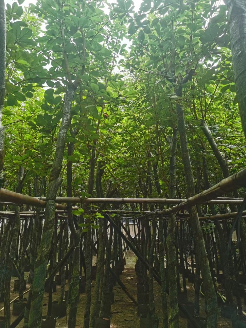 黄花风铃木5～15公分基地直发规格齐全质量优质
