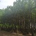 黄花风铃木5～15公分基地直发规格齐全质量优质