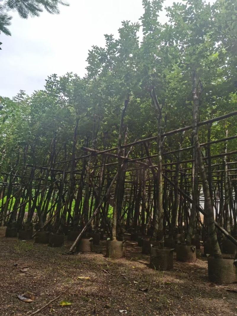 黄花风铃木5～15公分基地直发规格齐全质量优质