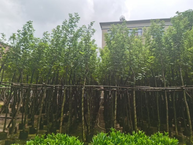 黄花风铃木5～15公分基地直发规格齐全质量优质