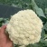 聊城青梗白面有机松花菜散花。大量现货上市代收代发全国