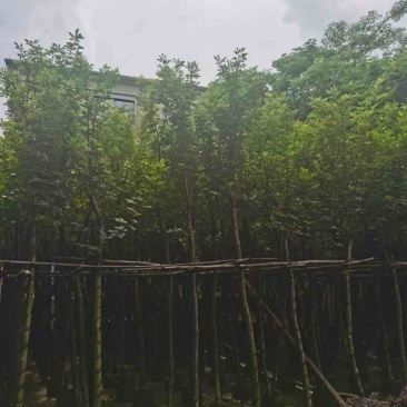 黄花风铃木5～15公分基地直发规格齐全质量优质